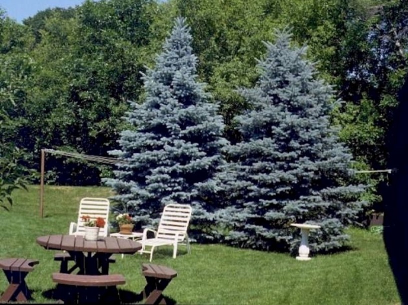 Ландшафтный дизайн: Декоративные деревья для сада и дачи