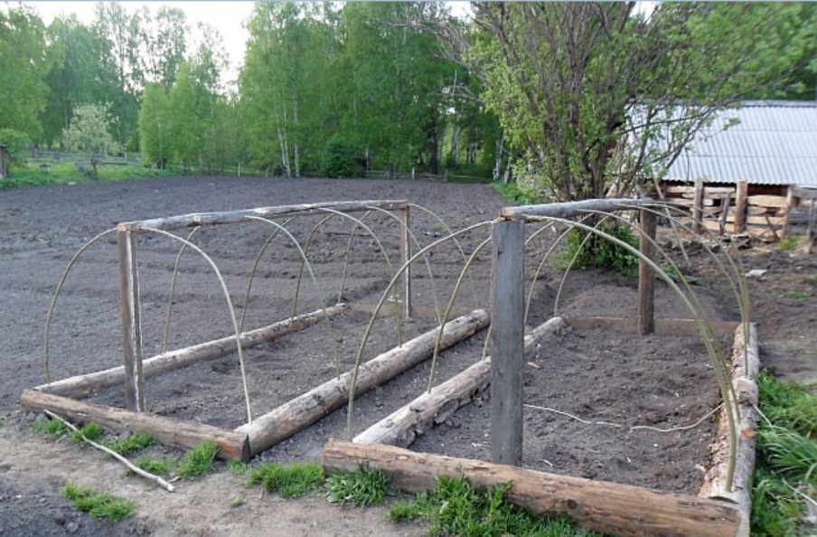 Огород: Выращивание огурцов в открытом грунте