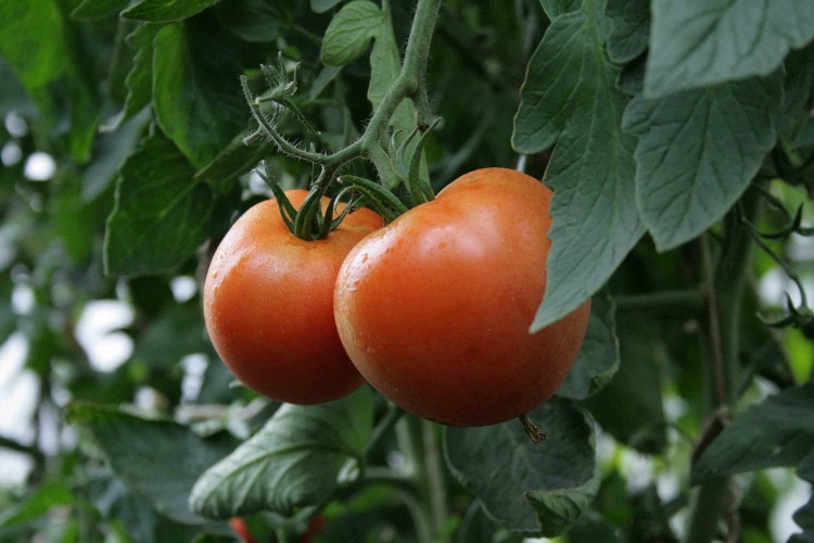 Огород: Выращивание помидоров в открытом грунте