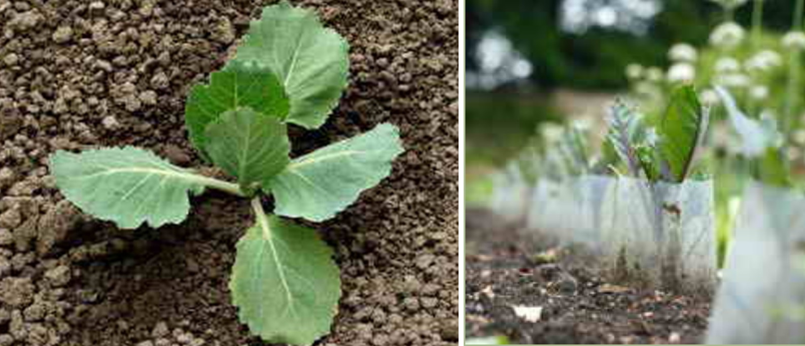 Огород: Выращивание капусты в открытом грунте