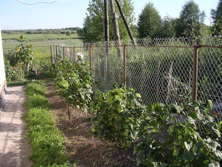 Огород: Выращивание смородины на даче