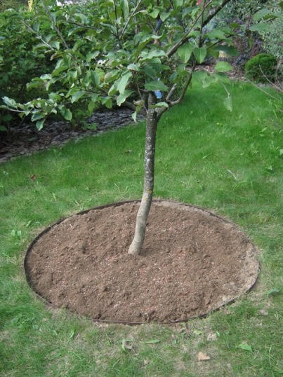 Сад: Как вырастить черешню