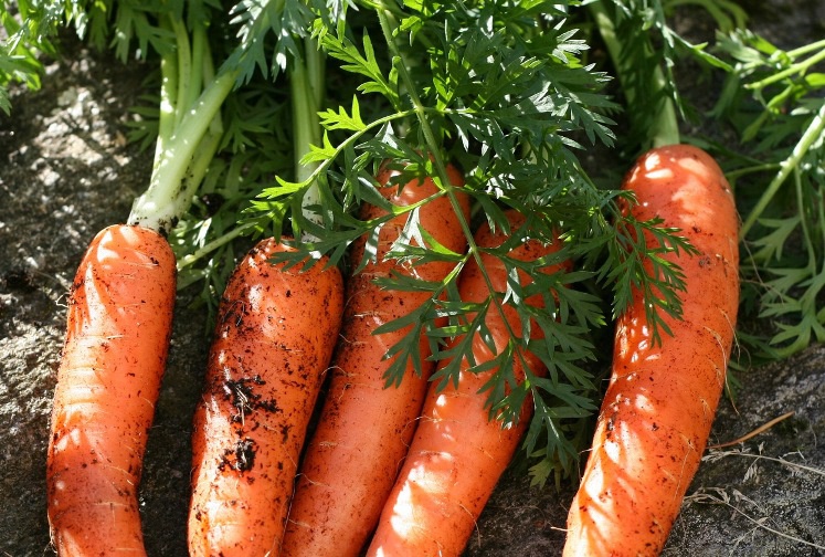 Огород: Как вырастить хорошую морковь