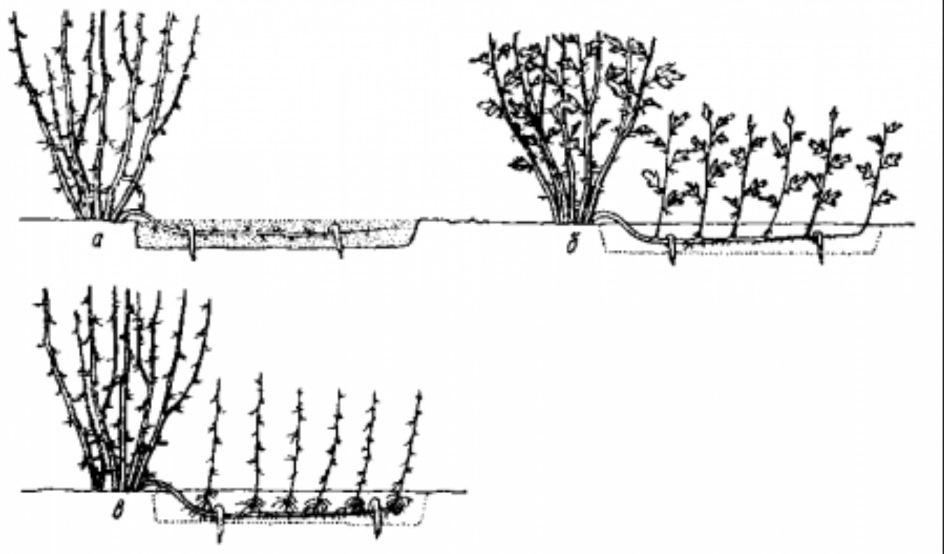 Огород: Посадка крыжовника, выращивание и уход