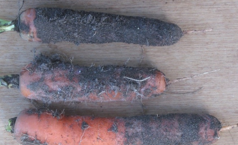 Огород: Как вырастить хорошую морковь
