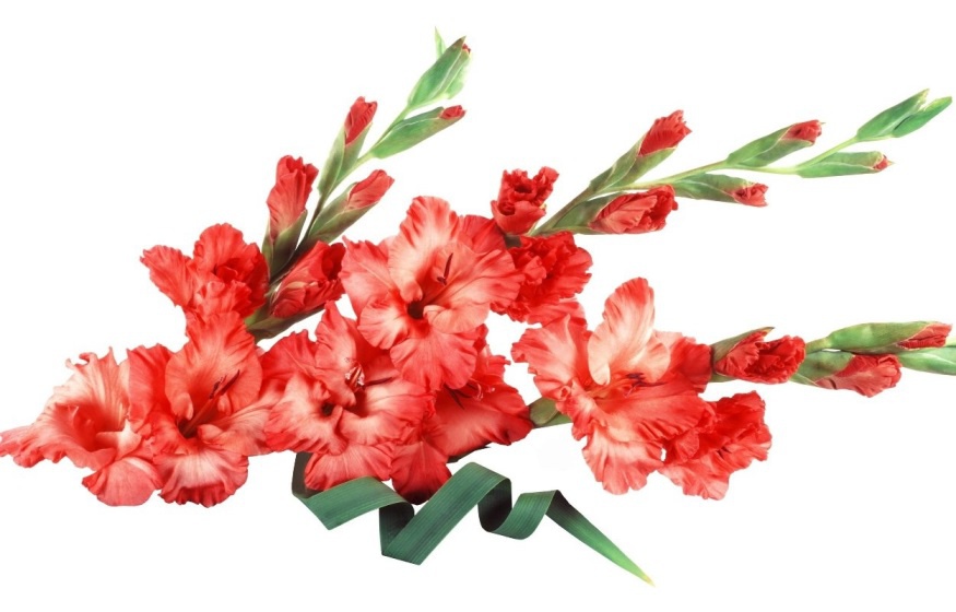 Цветы и клумбы: Выращивание гладиолусов в открытом грунте