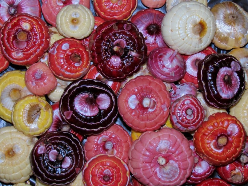 Цветы и клумбы: Выращивание гладиолусов в открытом грунте