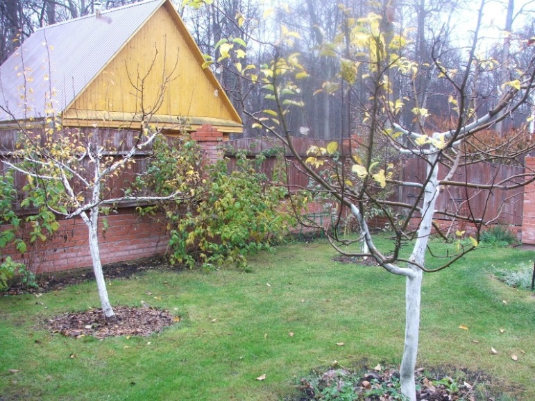 Сад: Как утеплить яблоню на зиму
