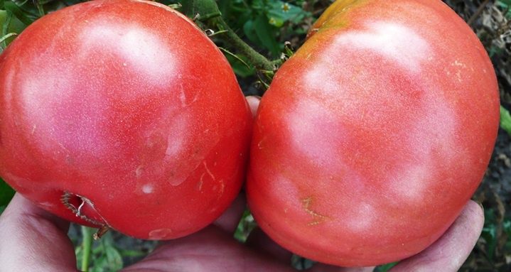 Огород: томат Розовый гигант