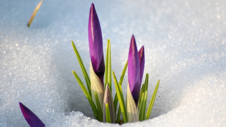 Цветы и клумбы: Крокус из под снега