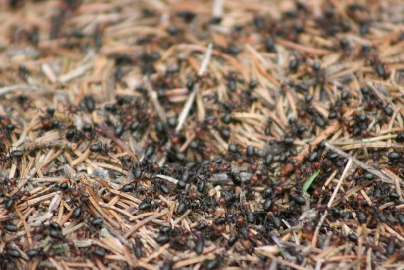 Огород: Как избавиться от муравьев в огороде