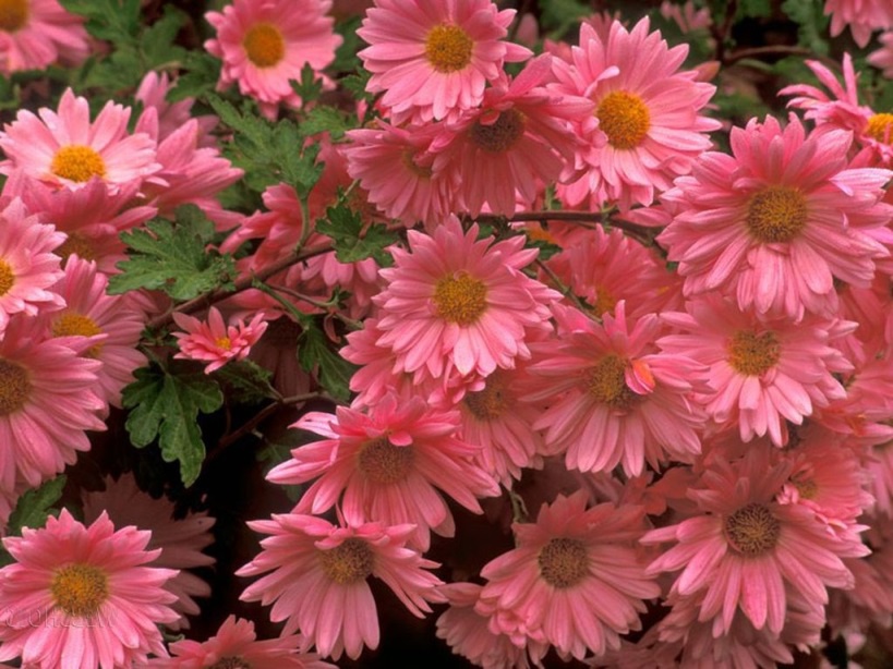 Цветы и клумбы: Многолетний цветок астра (описание и выращивание)