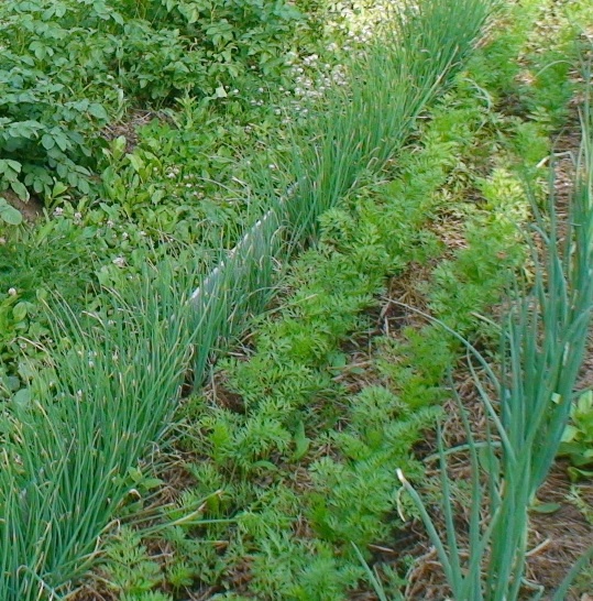 Огород: Лук растет с морковью