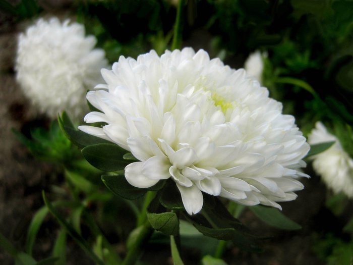 Многолетний цветок астра (описание и выращивание)