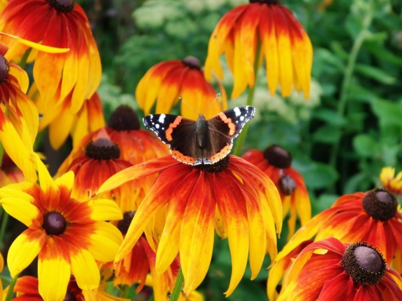 Цветы и клумбы: Бабочка на цветке