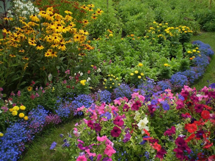 Цветы и клумбы: Цветы рудбекия: выращивание, посадка и уход
