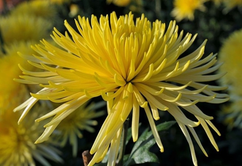 Цветы и клумбы: Хризантемы: посадка и уход от весны до осени