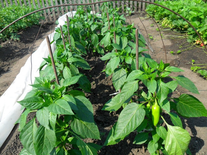 Огород: Выращивание болгарского перца в теплице и открытом грунте