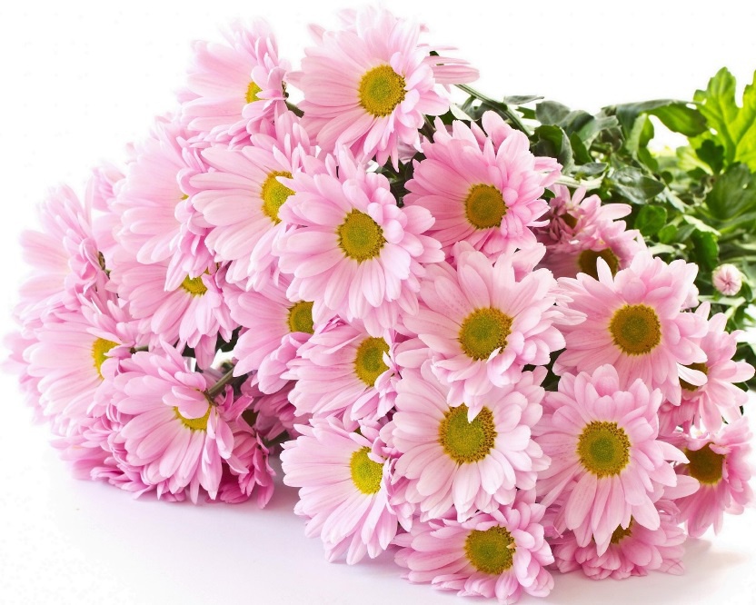Цветы и клумбы: Букет хризантем