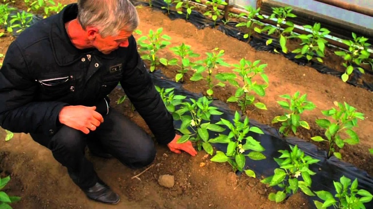 Огород: Выращивание болгарского перца в теплице и открытом грунте
