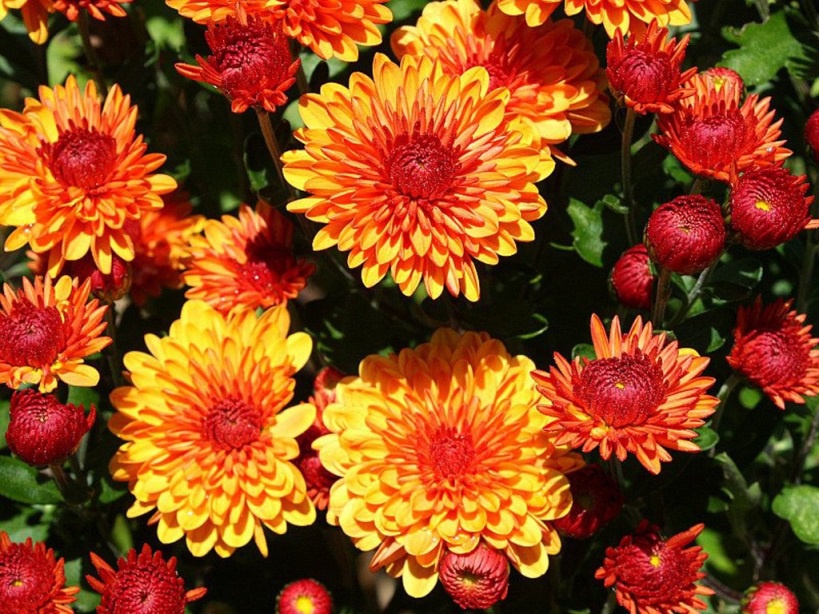 Цветы и клумбы: Хризантемы: посадка и уход от весны до осени