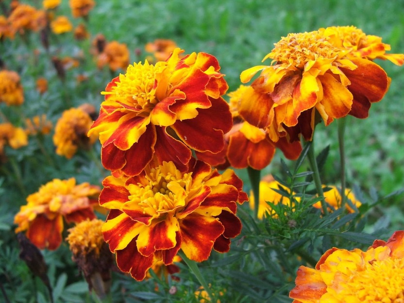 Цветы и клумбы: Цветы бархатцы: лечебные свойства и их использование в народной медицине