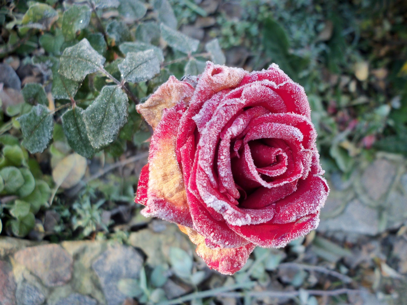 Цветы и клумбы: Обработка роз от болезней
