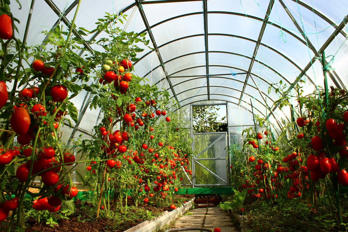 Огород: Блог дачника. Victoria: Детерминантные и индетерминантные сорта томатов