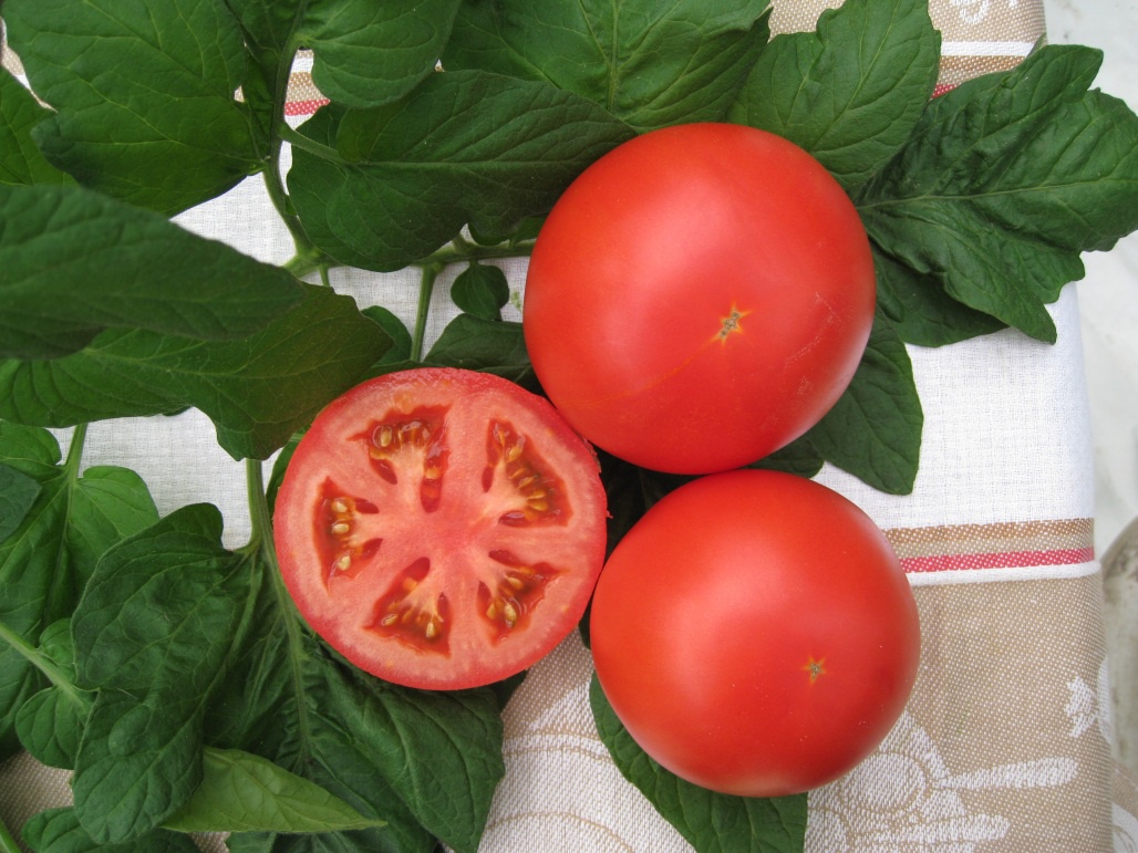 Огород: Блог дачника. Victoria: Детерминантные и индетерминантные сорта томатов