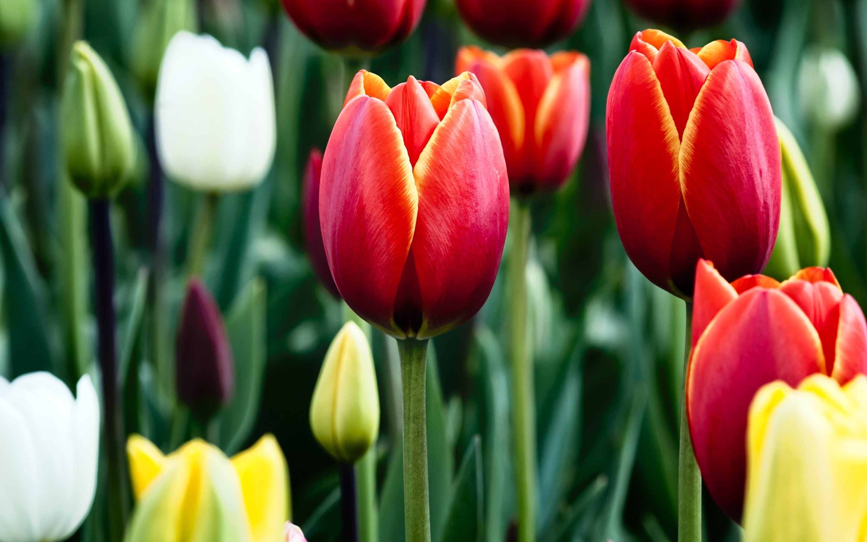 Цветы и клумбы: Как вырастить тюльпаны из семян
