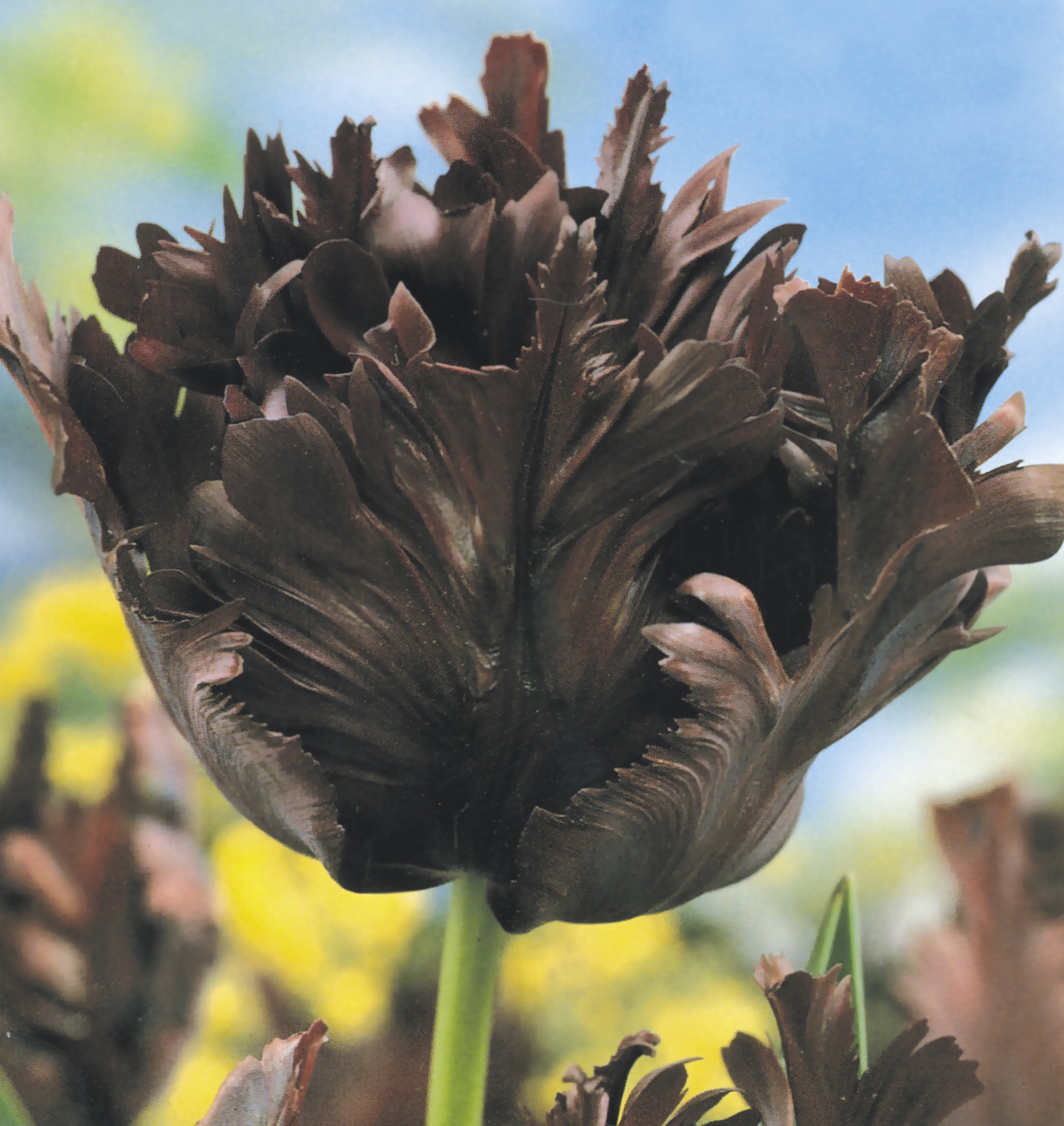 Цветы и клумбы: Сорта тюльпанов: фото и названия
