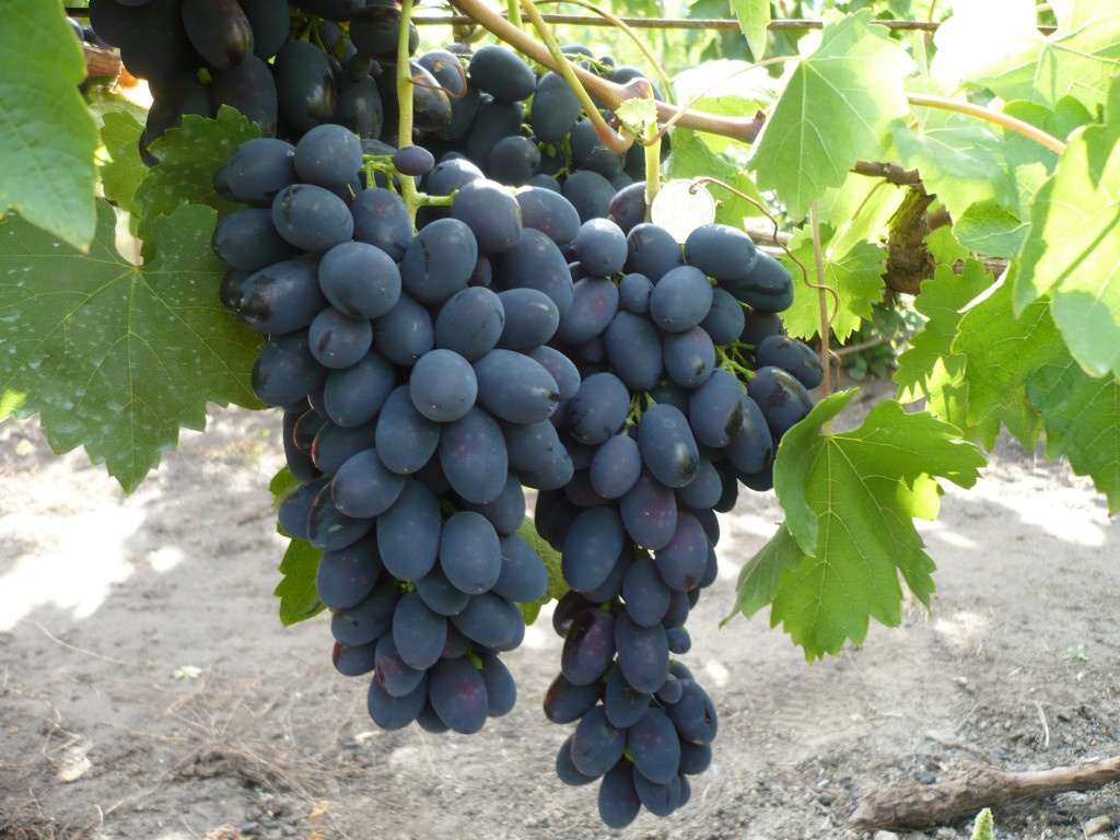Сад: Сорта винограда