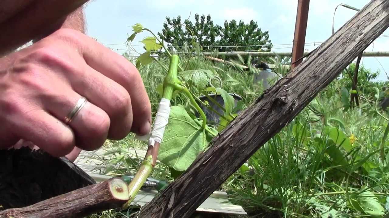 Сад: Прививка винограда - способы и сроки
