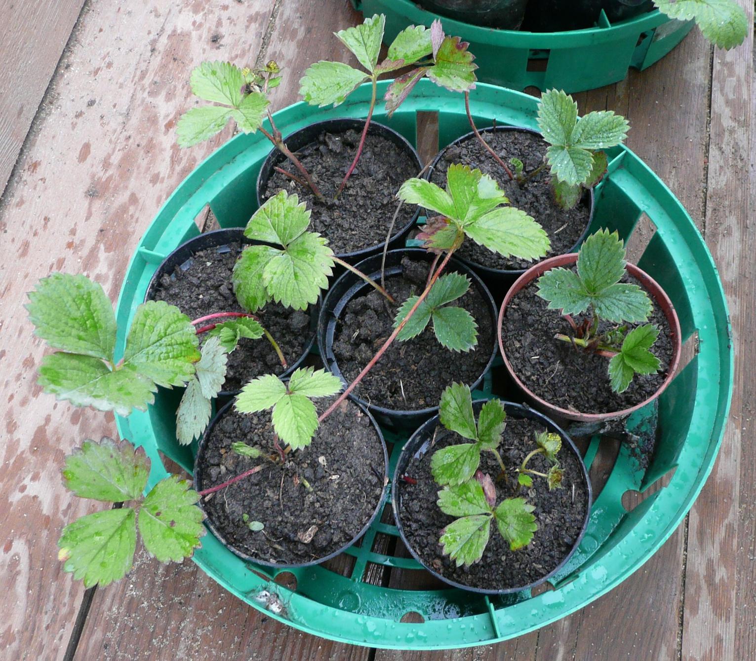 Сад: Технология выращивания клубники в теплице