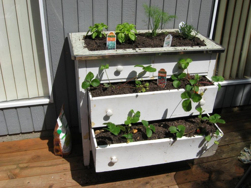 Сад: Способы выращивания клубники