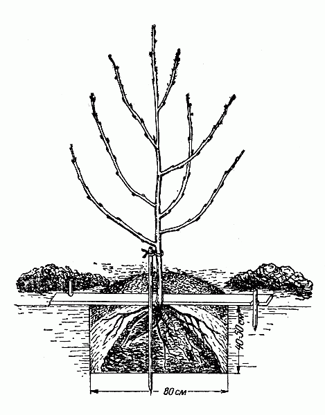 Сад: посадочная яма для вишни
