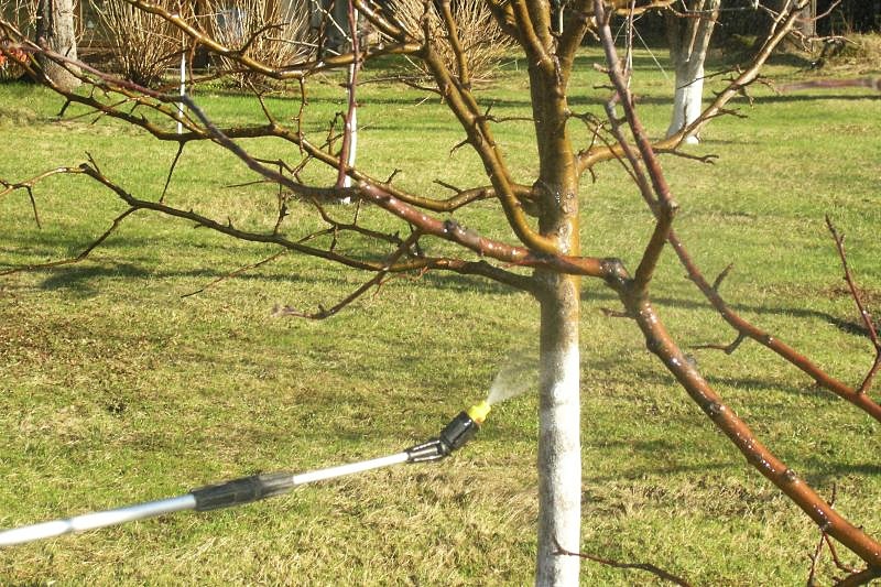 Сад: Обработка вишни