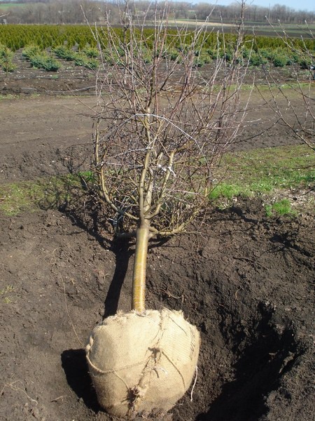 Сад: пересадка вишни