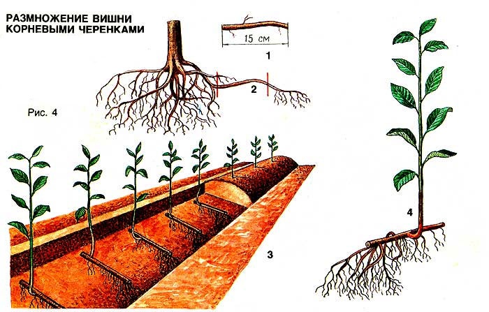 Сад: размножение вишни корневыми черенками