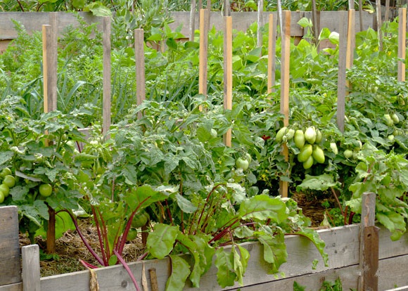Огород: Смешанные посадки: томат и свекла