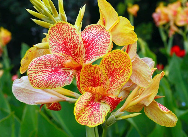 Цветы и клумбы: Орхидная канна