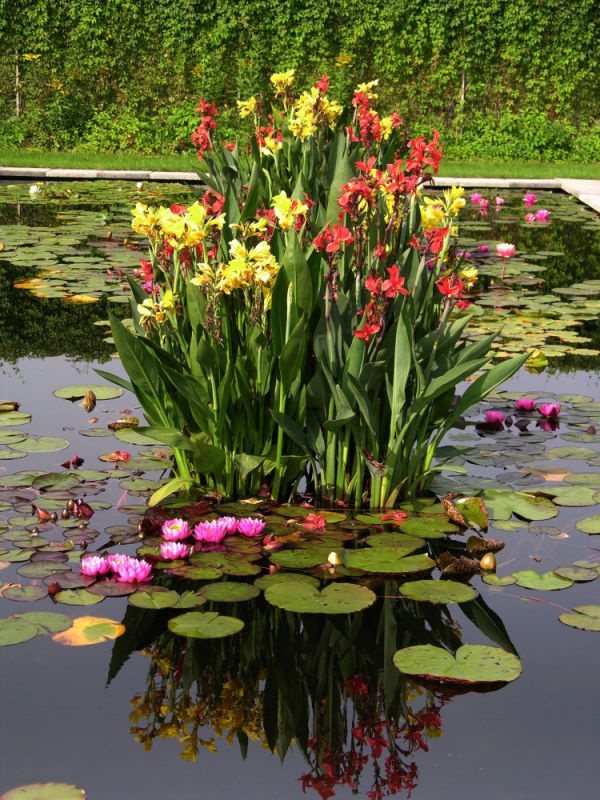 Цветы и клумбы: Выращивание канны в бассейне