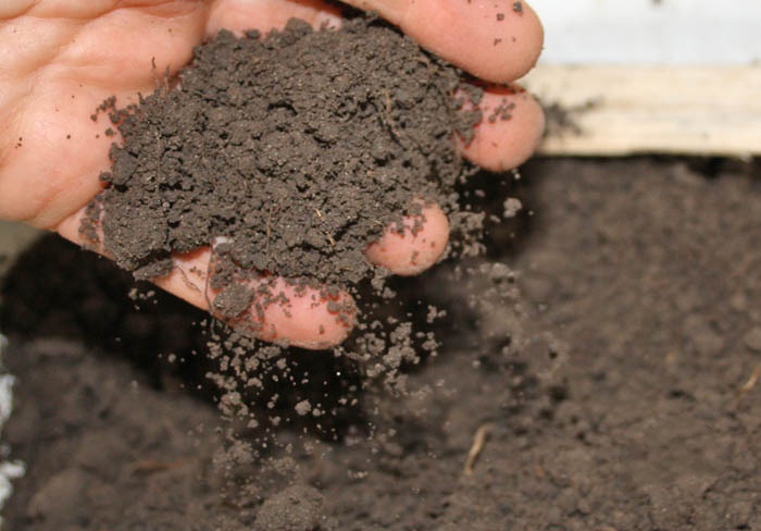 Цветы и клумбы: Почва для посадки канн