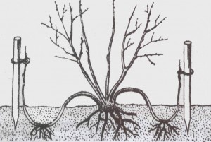 Декоративные растения: Схема размножения форзиции отводками