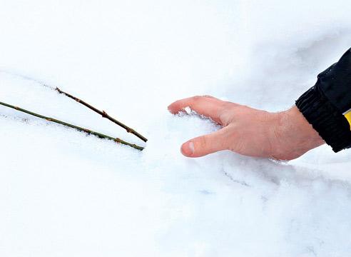 Декоративные растения: Сохранение форзиции в снегу