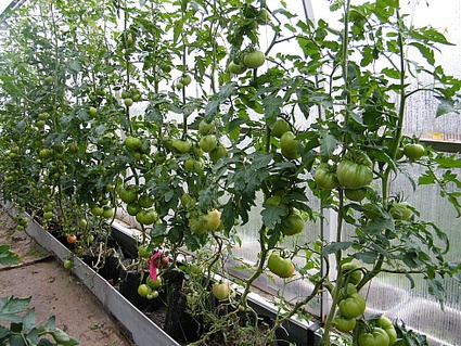 Техника и инструменты для дачи: Капельное орошение томатов