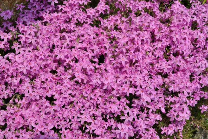Сад: Форзиция розовая