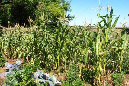 Техника и инструменты для дачи: Капельный полив кукурузы на поле