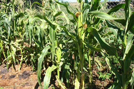 Техника и инструменты для дачи: Нормы полива для кукурузы