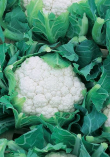 Как эффективно справиться с паутинным клещом на огурцах в теплице: проверенные методы и советы